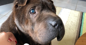 lucie  pet sitter à CLERMONT FERRAND 63000_1