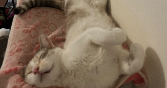 lizzy pet sitter à GOND PONTOUVRE 16160_0