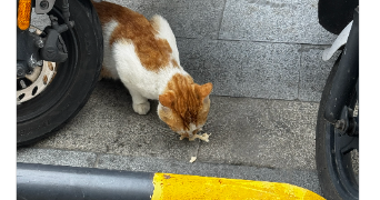 emilie pet sitter à DIJON 21000_3
