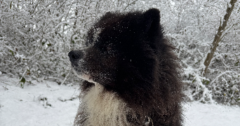 mélanie pet sitter à Wittenheim 68270_0