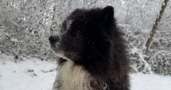 mélanie pet sitter à Wittenheim 68270