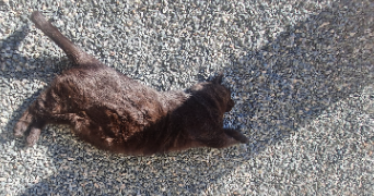 adeline pet sitter à BEAUMOTTE AUBERTANS 70190_3