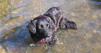 orlane pet sitter à ROUEN 76100_2