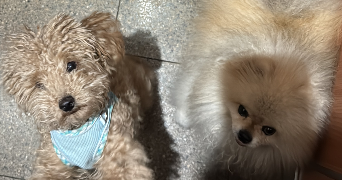 lia pet sitter à ST MANDE 94160_7