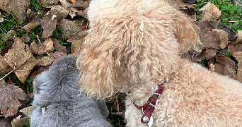 mélina pet sitter à PFASTATT 68120_1