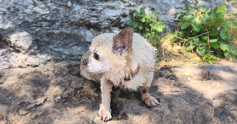 remi pet sitter à BLAGNAC 31700_2