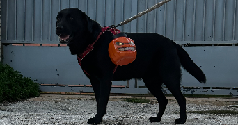 clara pet sitter à LA SEYNE SUR MER 83500_1