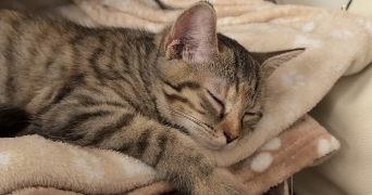 evannah pet sitter à SENS 89100_3