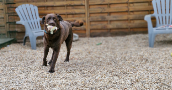 marlene pet sitter à AUNEAU BLEURY ST SYMPHORIEN 28700_94