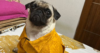 jesse pet sitter à VILLEJUIF 94800_5