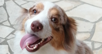 cathy pet sitter à Valence d'agen 82400_9