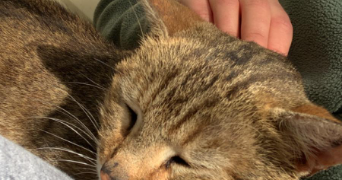 louison pet sitter à FONTAINEBLEAU 77300_3