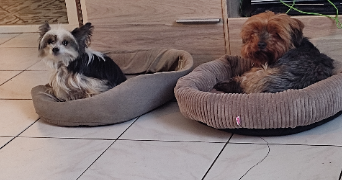 fabien  pet sitter à RICHEMONT 57270_8
