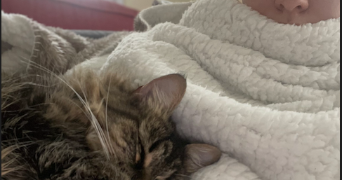 thiphaine pet sitter à PARIS 20 75020_3