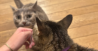 camille pet sitter à LILLE 59800_6