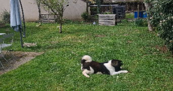marnie pet sitter à FONTENAY SUR EURE 28630_6