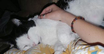 louise pet sitter à STRASBOURG 67100_3