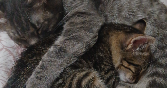 myriam pet sitter à Lyon 69008_4