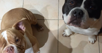 walaiphan pet sitter à DRANCY 93700_5