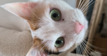 alexia pet sitter à POITIERS 86000_4