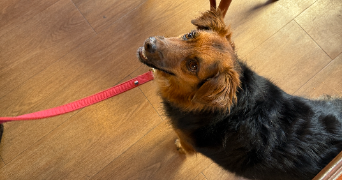 anna pet sitter à NICE 06000_8