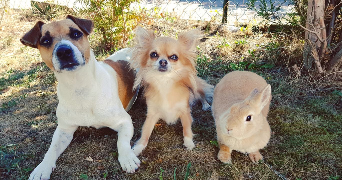 laura pet sitter à CHAMBOURCY 78240_1