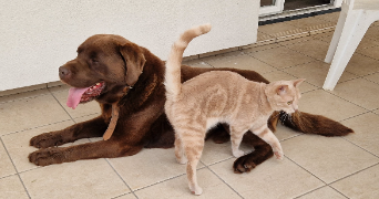 claire pet sitter à ST SYMPHORIEN SUR SAONE 21170_4