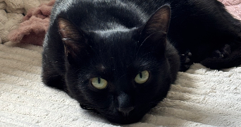 sarah pet sitter à HAUTS DE BIENNE 39400_3