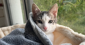 mélanie pet sitter à CHANTEPIE 35135_1