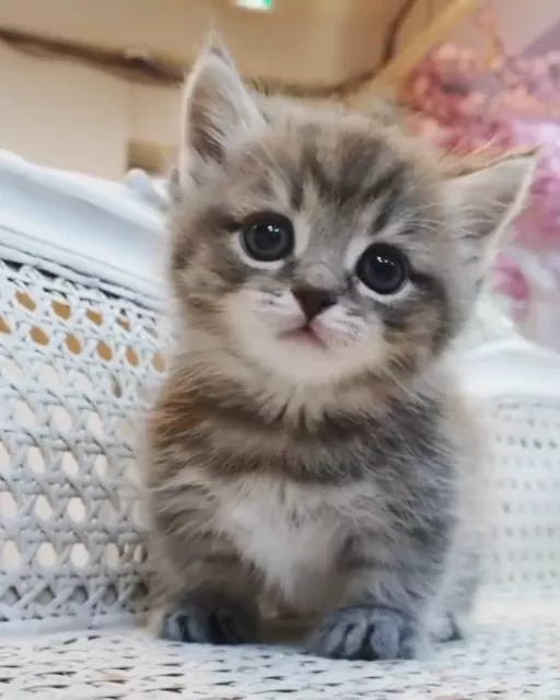 emma pet sitter à Six-fours les plages 83140