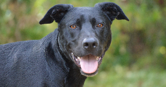 lucile pet sitter à ST REMY L HONORE 78690_3