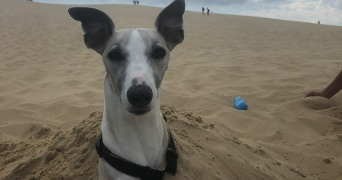 chloé pet sitter à HAYANGE 57700_1