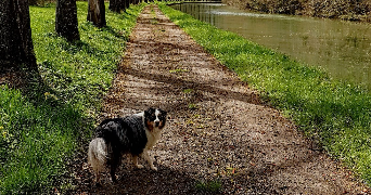 lucas pet sitter à CRY 89390_6