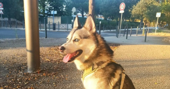 arthur pet sitter à MONTPELLIER 34090_2