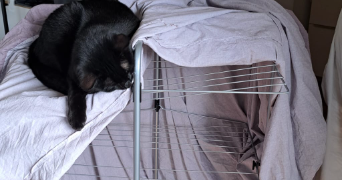 camille pet sitter à lyon 69008_12
