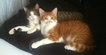 stéphanie cat sitter à CHOISY LE ROI 94600_2