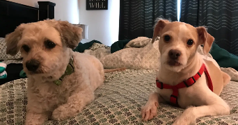 amari pet sitter à SANNOIS 95110_1