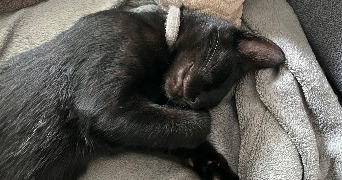 justine pet sitter à BORDEAUX 33800_1