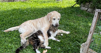 camille pet sitter à CHATEAUNEUF GRASSE 06740_3