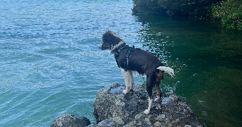 jade pet sitter à CAGNES SUR MER 06800_1