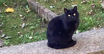 léa pet sitter à ROUEN 76000_8