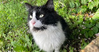 claire pet sitter à ANGERS 49000_5