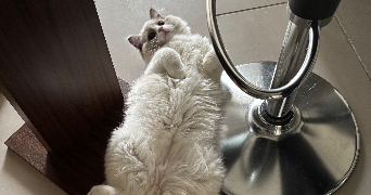 corinne pet sitter à MEXIMIEUX 01800_1