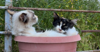 chems pet sitter à PARIS 18 75018_1