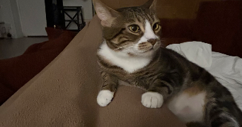 lydia pet sitter à MARSEILLE 06 13006_1