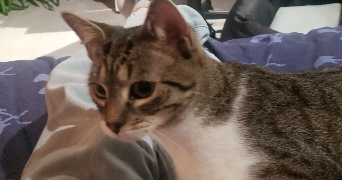 oriane pet sitter à ANGERS 49000_3