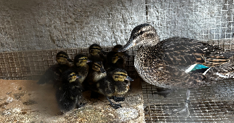 Éden pet sitter à LYON 08 69008_6