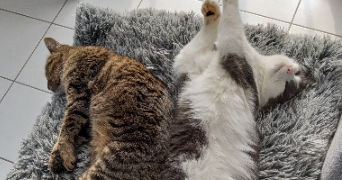 daniel pet sitter à FRASNE 25560_6