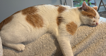 lauryne pet sitter à AUCAMVILLE 31140_2