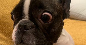 solene pet sitter à VILLEURBANNE 69100_6